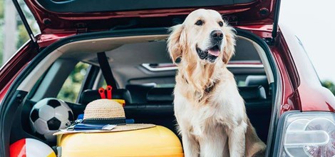 golden Labrador sitting in car boot panting 