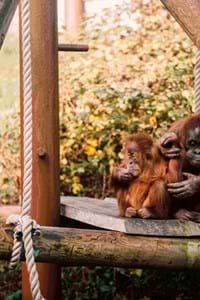 monkey sitting on a wooden platform at monkey world dorset