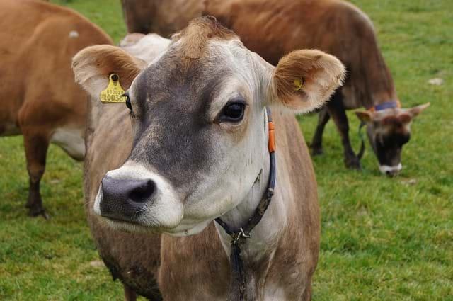 jersey-cow-4269262_640.jpg