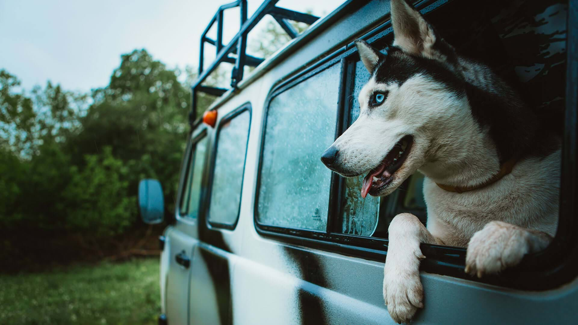 Pet travel store